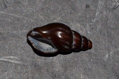 Propebela rufa