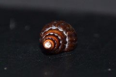 Propebela rufa