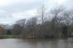 Ardea alba