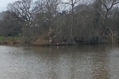 Ardea alba