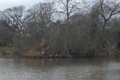 Ardea alba