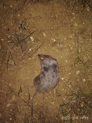 Crocidura suaveolens