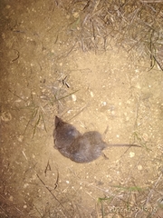 Crocidura suaveolens