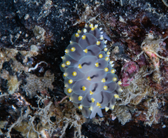 Eubranchus tricolor