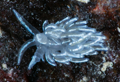 Favorinus blianus