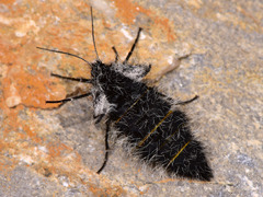 Lycia florentina