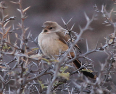 Asthenes dorbignyi dorbignyi