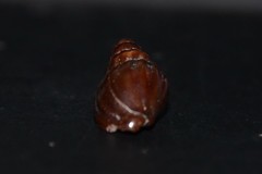 Propebela rufa