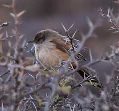 Asthenes dorbignyi dorbignyi