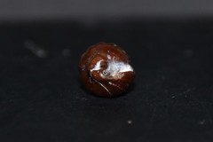 Propebela rufa
