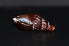 Propebela rufa