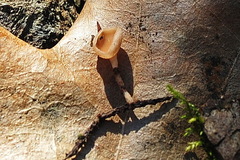 Ciboria