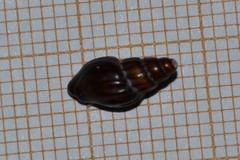 Propebela rufa
