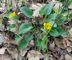 Viola nuttallii