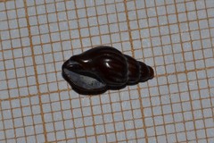 Propebela rufa