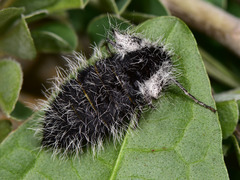 Lycia florentina