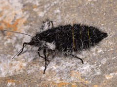 Lycia florentina