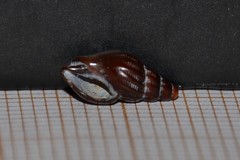 Propebela rufa