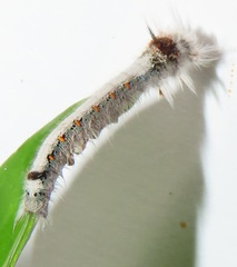 Leipoxais peraffinis