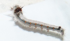 Leipoxais peraffinis