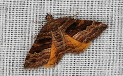 Chrysolarentia cydalima