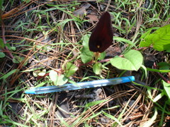 Aristolochia bracteosa