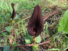 Aristolochia bracteosa