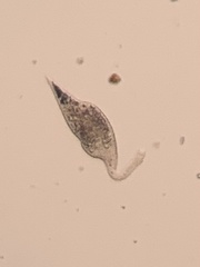 Litostomatea