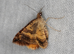 Chrysolarentia cydalima