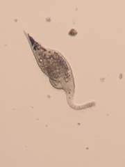 Litostomatea