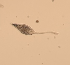 Litostomatea