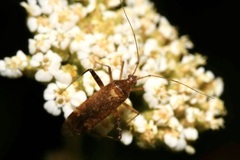 Phytocoris ulmi
