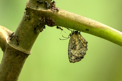 Logania marmorata damis