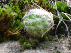 Mammillaria jaliscana jaliscana