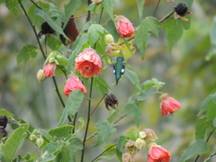 Chaetocercus mulsant