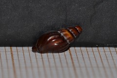 Propebela rufa