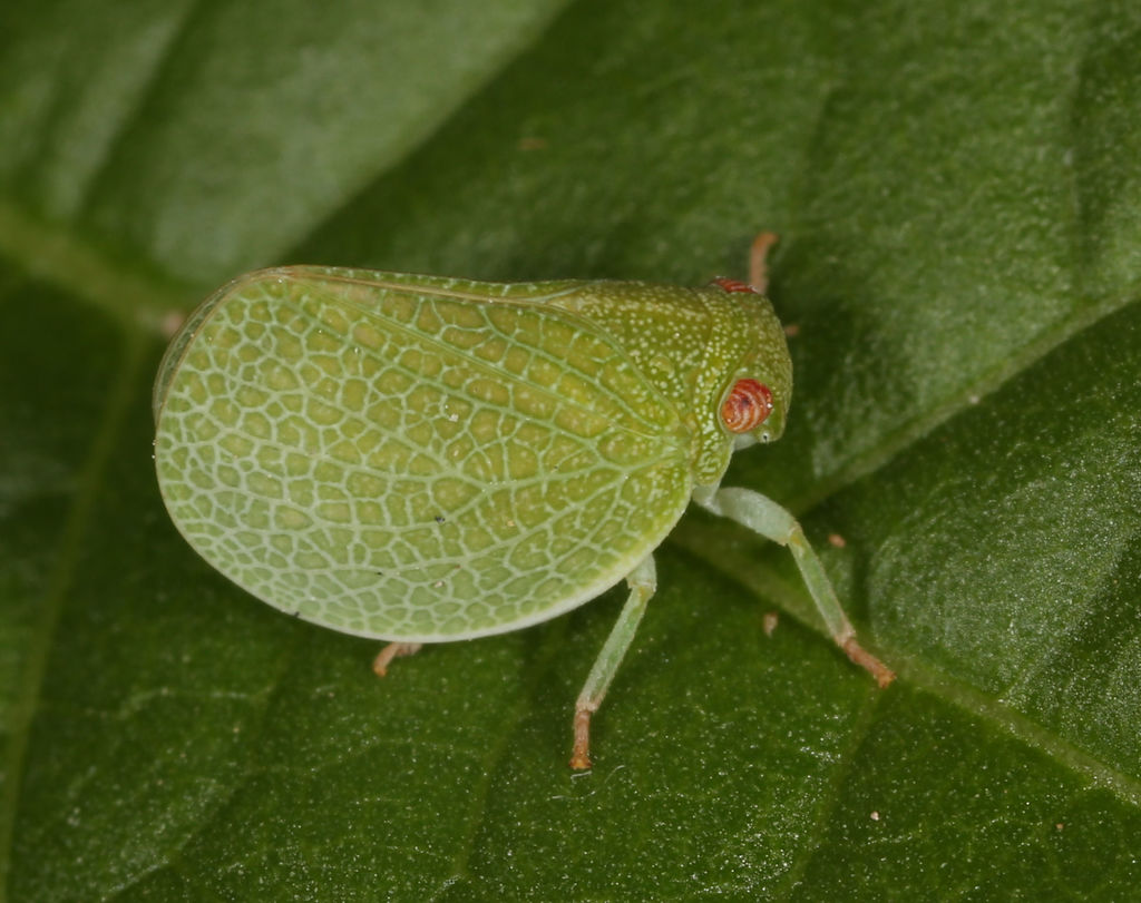 Acanalonia immaculata