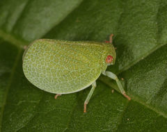 Acanalonia immaculata