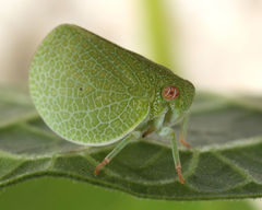 Acanalonia immaculata