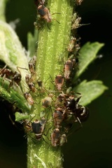 Metopeurum fuscoviride