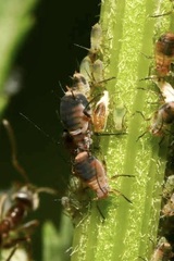 Metopeurum fuscoviride