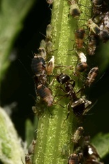 Metopeurum fuscoviride