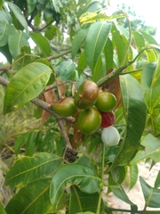 Protium heptaphyllum