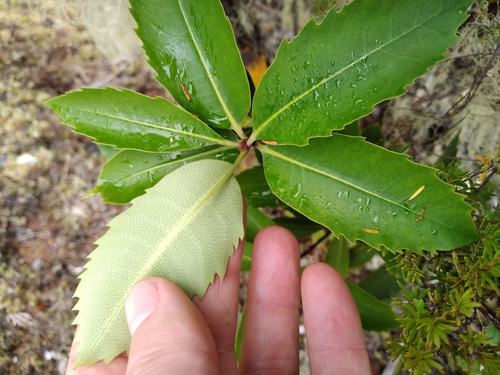 Image of Pittosporum dallii by (c) Leon Perrie, some rights reserved (CC BY)