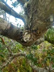 Protium heptaphyllum