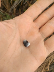 Protium heptaphyllum