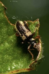 Polydrusus viridicinctus