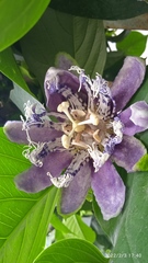 Passiflora quadrangularis image