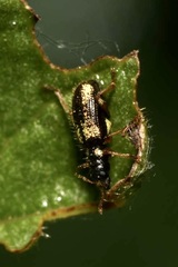Polydrusus viridicinctus