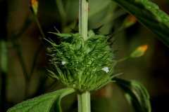 Leucas martinicensis